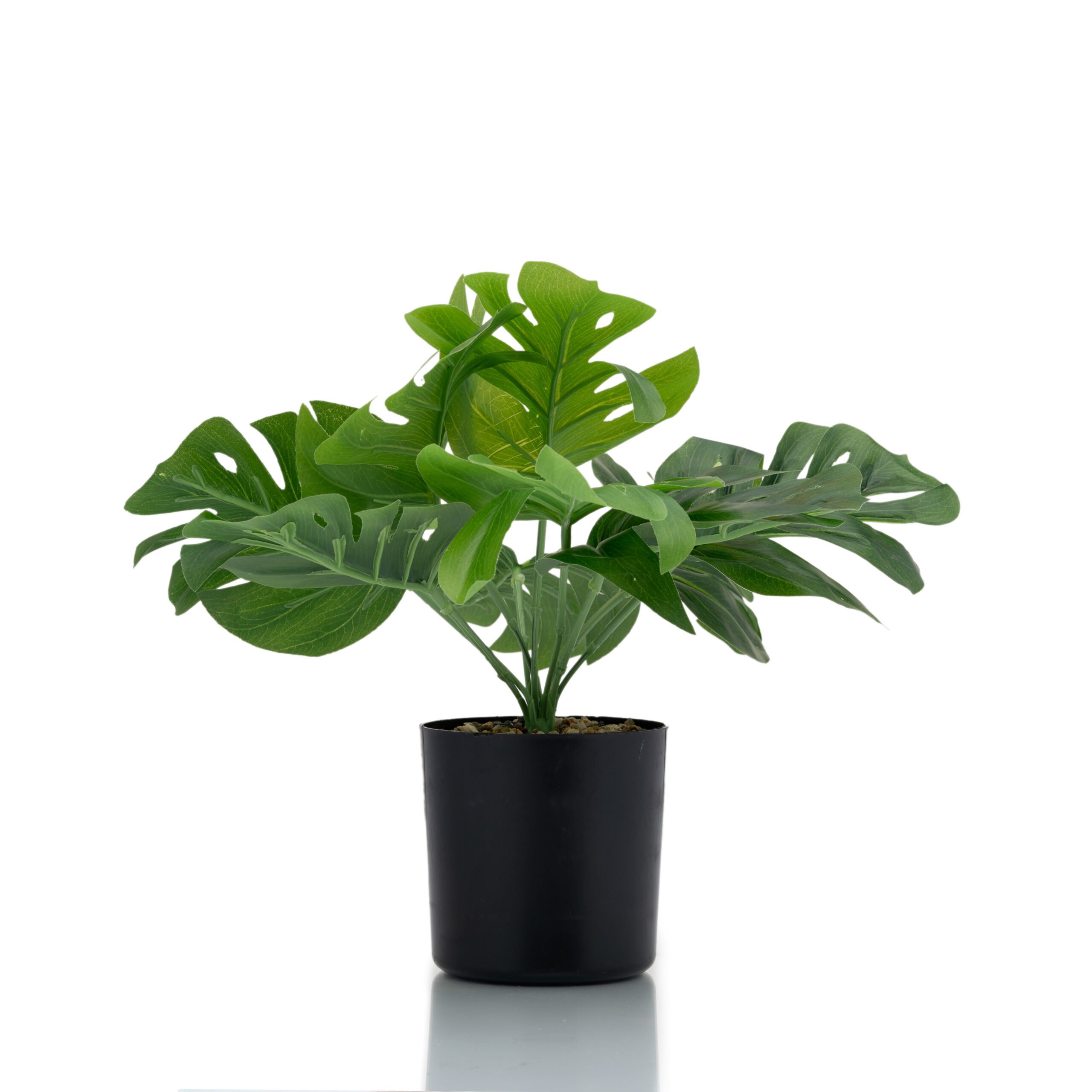 H02FL314 Plant - H02FL314 - Image 1